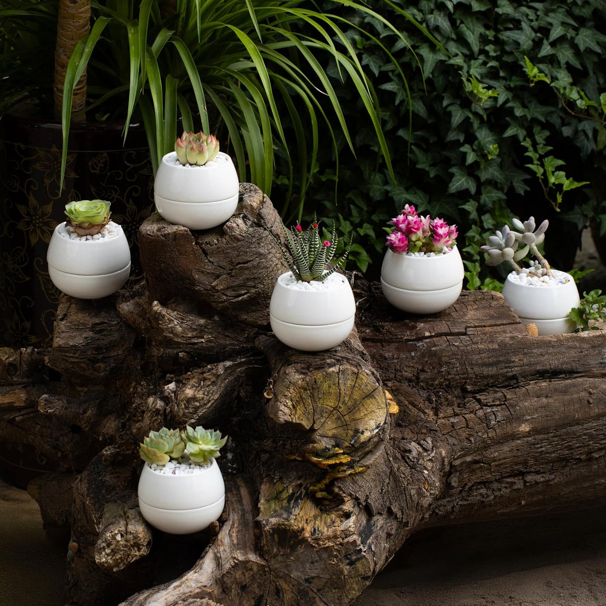 3.5 Inch Small Succulent Pots - 3pk, Mini/Small White Ceramic Succulent Pots - No Plants Included