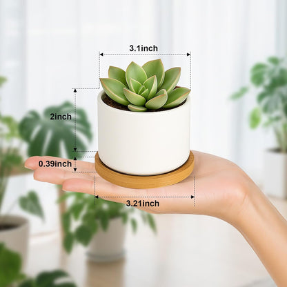 3.1" Ceramic Succulent Pots,White Planter with Drainage Tray