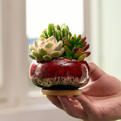 Cute Ceramic Succulent Garden Pots, Planter with Drainage and Attached Saucer, Set of 5 -Plants Not Included (Burner)