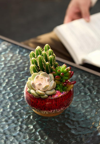 Cute Ceramic Succulent Garden Pots, Planter with Drainage and Attached Saucer, Set of 5 -Plants Not Included (Burner)