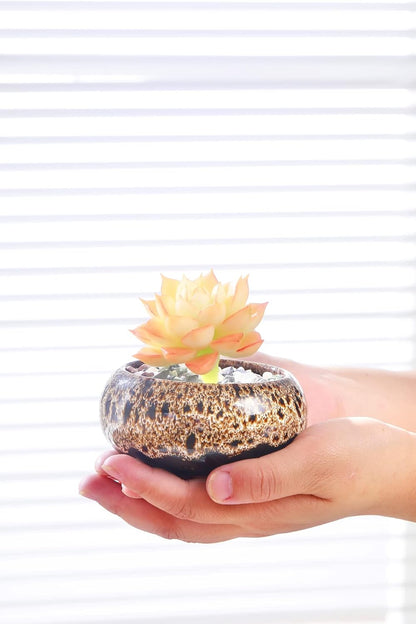 Cute Ceramic Succulent Garden Pots, Planter with Drainage and Attached Saucer, Set of 5 -Plants Not Included (Burner)