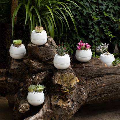 3.5 Inch Small Succulent Pots - 3pk, Mini/Small White Ceramic Succulent Pots - No Plants Included