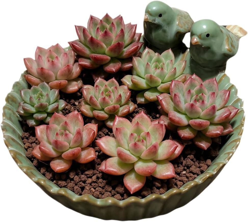 Ceramic Animal Shaped Flower Pot - Unique and Charming Home Decor (Tooth)