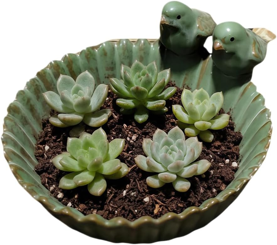 Ceramic Animal Shaped Flower Pot - Unique and Charming Home Decor (Tooth)