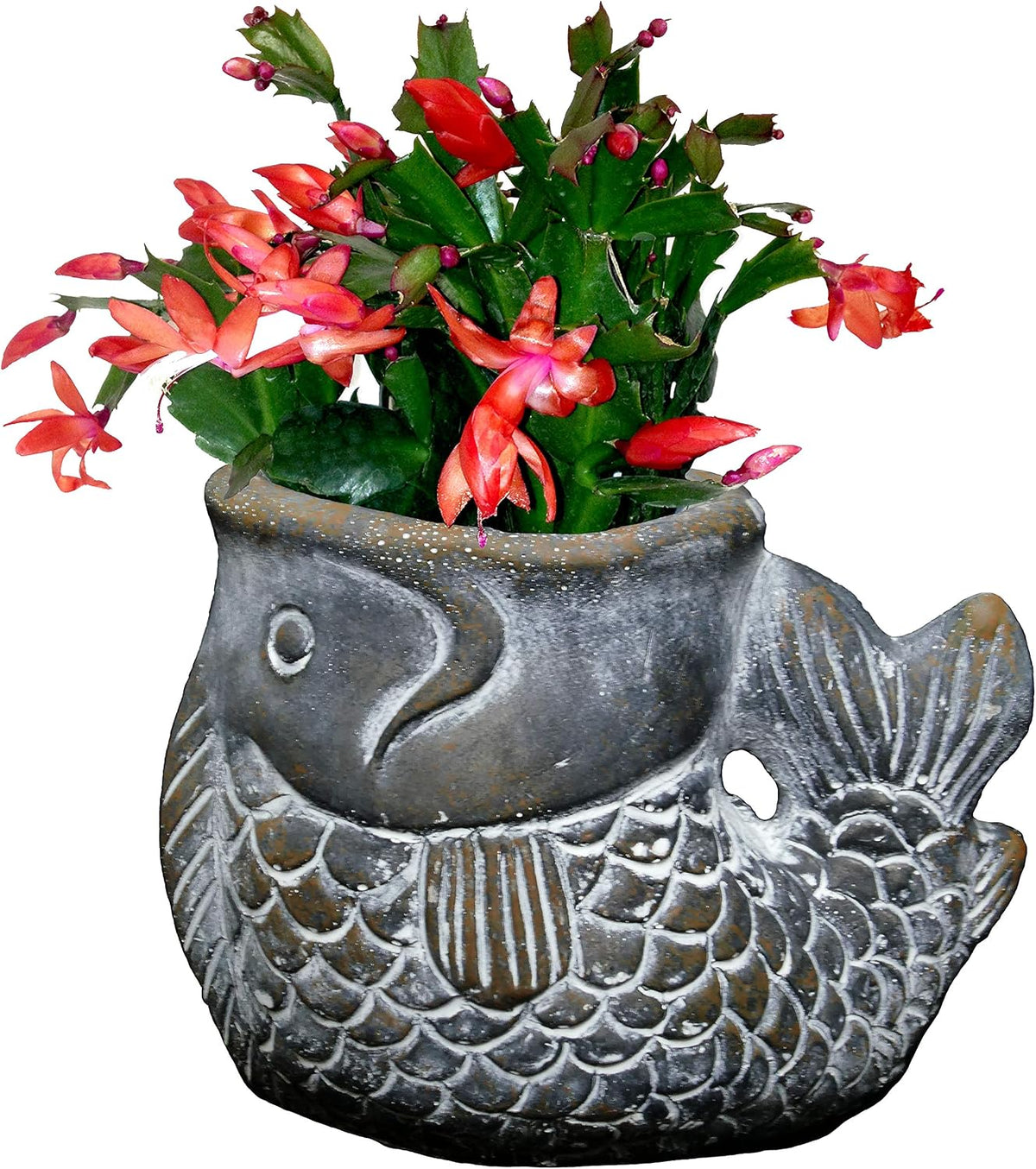 Cement Buddies Animal Planter - Cute Desk Decoration - UV Coated Animal Vase w/Removable Drain Plug -Succulent Planter for Indoor/Outdoor Use (Largemouth Bass, Bronze, Small)