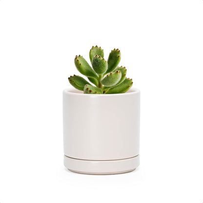 D'vine Dev 4.7 Inch Ceramic Planter Pot with Drainage Hole and Saucer, Indoor Cylinder Round Planter Pot, Teal, 94-O-B-9