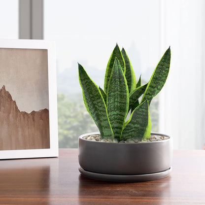 SQOWL 8 inch White Round Ceramic Succulent Planter Pot Modern Flower Cactus herb Big Planter with Removable Saucer Indoor or Outdoor