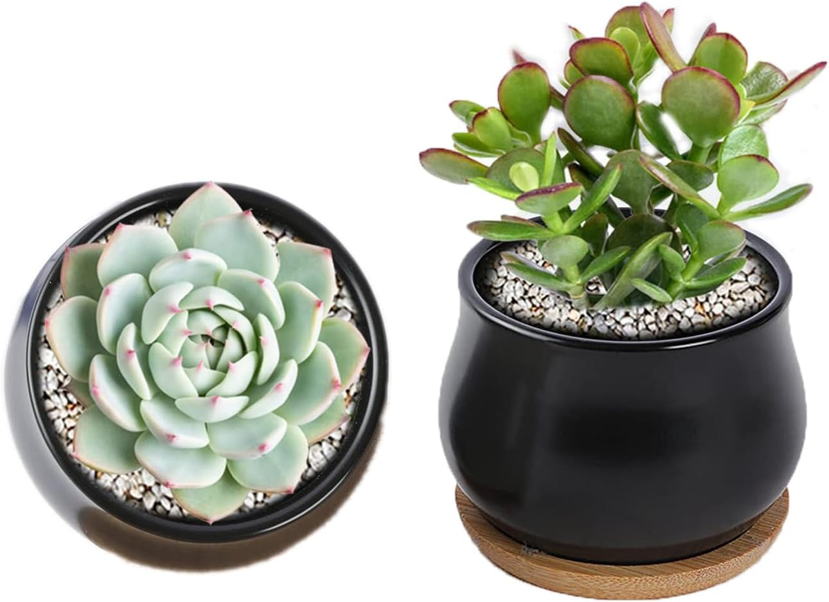 Succulent Plant Pot, White Mini 2.6 inch Ceramic Flower Planter Pot with Bamboo Tray, Pack of 8 - Plants Not Included