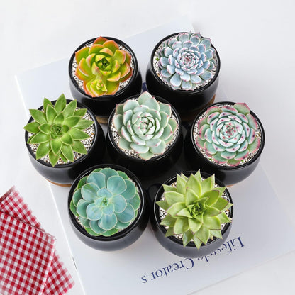 Succulent Plant Pot, White Mini 2.6 inch Ceramic Flower Planter Pot with Bamboo Tray, Pack of 8 - Plants Not Included
