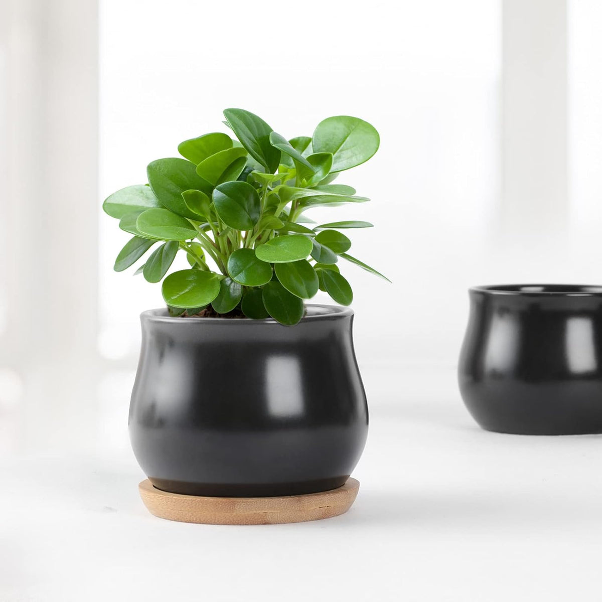 Succulent Plant Pot, White Mini 2.6 inch Ceramic Flower Planter Pot with Bamboo Tray, Pack of 8 - Plants Not Included