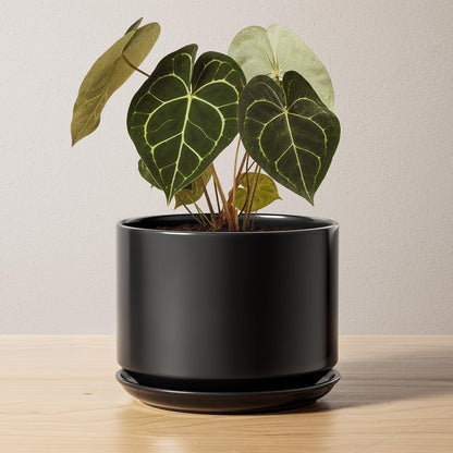 LE TAUCI Ceramic Pots for Plants, 6.8 Inch Plant Pots with Drainage Hole & Saucer, Modern Planter for Indoor Plants, Stable & Durable, Perfect for Living Room or Office Decor, White