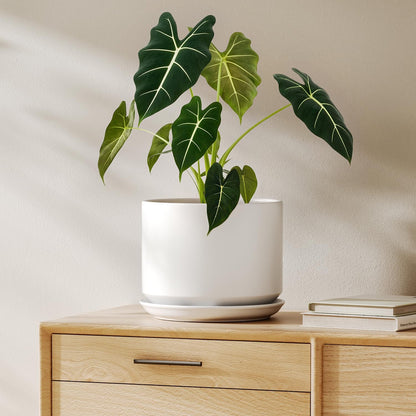 LE TAUCI Ceramic Pots for Plants, 6.8 Inch Plant Pots with Drainage Hole & Saucer, Modern Planter for Indoor Plants, Stable & Durable, Perfect for Living Room or Office Decor, White