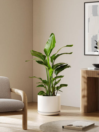 LE TAUCI Ceramic Pots for Plants, 6.8 Inch Plant Pots with Drainage Hole & Saucer, Modern Planter for Indoor Plants, Stable & Durable, Perfect for Living Room or Office Decor, White
