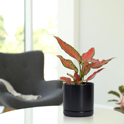 D'vine Dev 4.7 Inch Ceramic Planter Pot with Drainage Hole and Saucer, Indoor Cylinder Round Planter Pot, Teal, 94-O-B-9