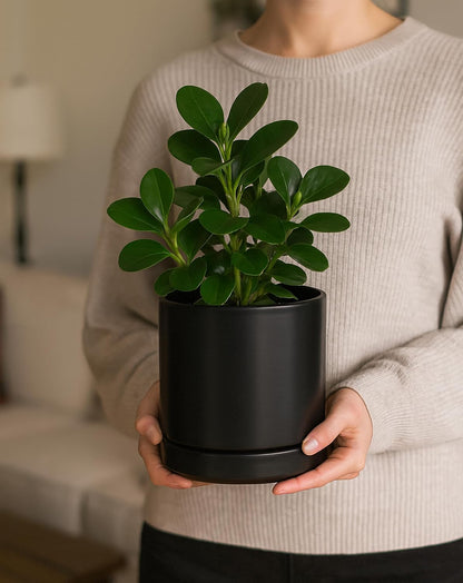 D'vine Dev 4.7 Inch Ceramic Planter Pot with Drainage Hole and Saucer, Indoor Cylinder Round Planter Pot, Teal, 94-O-B-9