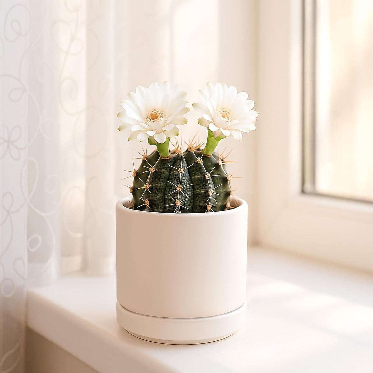 D'vine Dev 4.7 Inch Ceramic Planter Pot with Drainage Hole and Saucer, Indoor Cylinder Round Planter Pot, Teal, 94-O-B-9