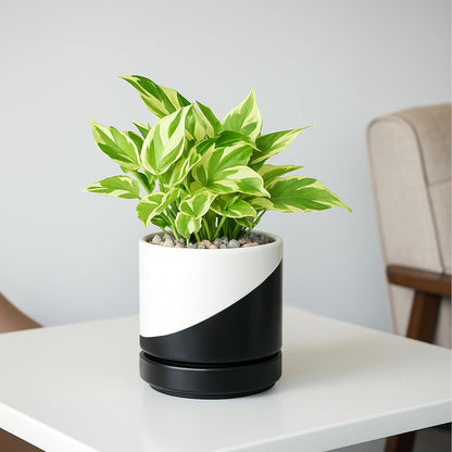 D'vine Dev 4.7 Inch Ceramic Planter Pot with Drainage Hole and Saucer, Indoor Cylinder Round Planter Pot, Teal, 94-O-B-9