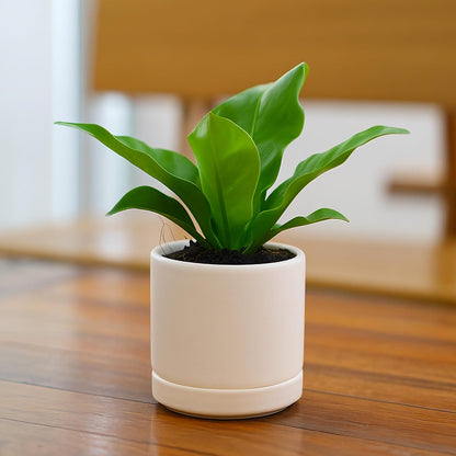 D'vine Dev 4.7 Inch Ceramic Planter Pot with Drainage Hole and Saucer, Indoor Cylinder Round Planter Pot, Teal, 94-O-B-9