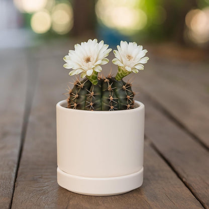D'vine Dev 4.7 Inch Ceramic Planter Pot with Drainage Hole and Saucer, Indoor Cylinder Round Planter Pot, Teal, 94-O-B-9