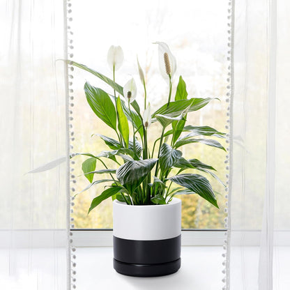 D'vine Dev 4.7 Inch Ceramic Planter Pot with Drainage Hole and Saucer, Indoor Cylinder Round Planter Pot, Teal, 94-O-B-9