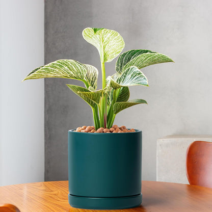 D'vine Dev 4.7 Inch Ceramic Planter Pot with Drainage Hole and Saucer, Indoor Cylinder Round Planter Pot, Teal, 94-O-B-9