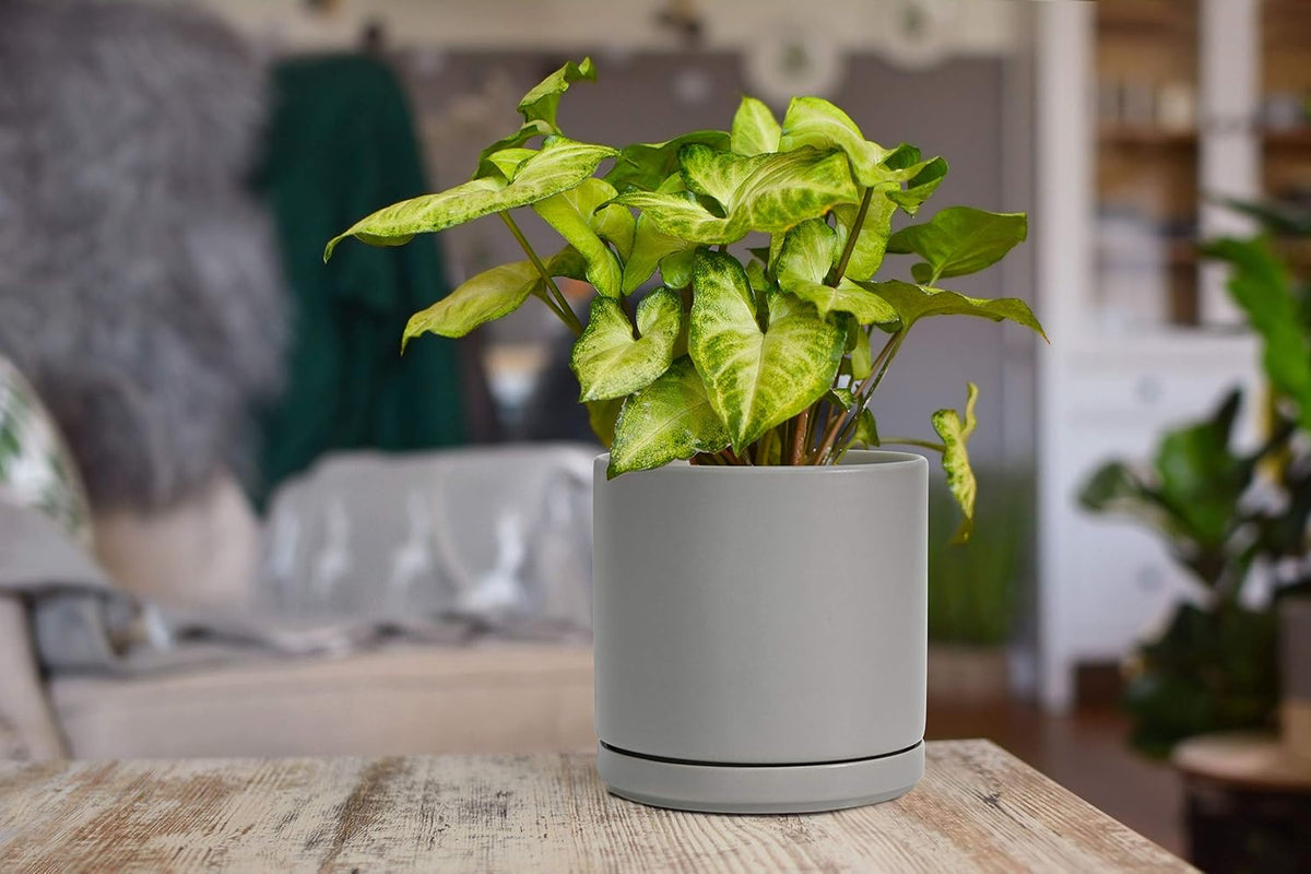 D'vine Dev 4.7 Inch Ceramic Planter Pot with Drainage Hole and Saucer, Indoor Cylinder Round Planter Pot, Teal, 94-O-B-9