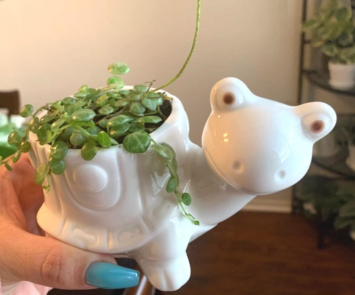 White Dinosaur Ceramic Succulent Planter Flower Plant Pot Window Box with Saucer Cartoon Animal Decor, 5 Inch, Indoor Outdoor