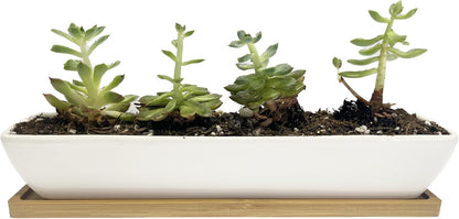 11inch Long Rectangle White Ceramic Succulent Planter Pots,with Bamboo Saucers. Product Size:11x2.23x1.69inch.