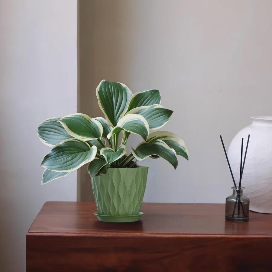 4 Inch Plant Pots, 6 Pack Indoor Flower Pots, Planters with Drainage Holes and Trays for Orchids, Violets, Succulents, Herbs, and Other Plants,Corolful