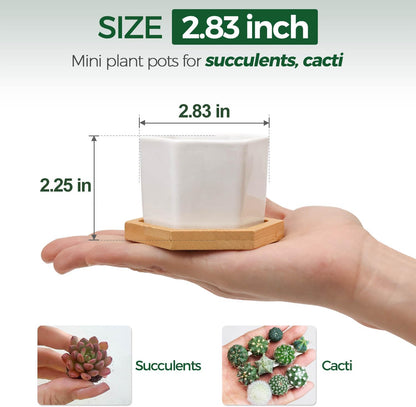 Small Succulent Pots 12 Pack, Mini Flower Planters with Drainage White