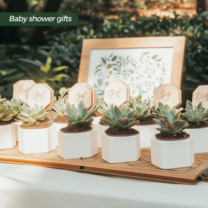 Small Succulent Pots 12 Pack, Mini Flower Planters with Drainage White