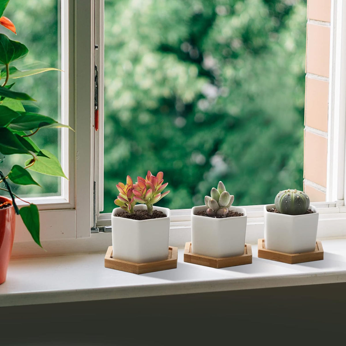 Small Succulent Pots 12 Pack, Mini Flower Planters with Drainage White