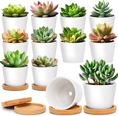 Small Succulent Pots 12 Pack, Mini Flower Planters with Drainage White
