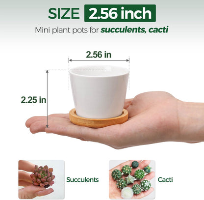 Small Succulent Pots 12 Pack, Mini Flower Planters with Drainage White