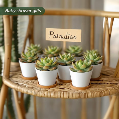 Small Succulent Pots 12 Pack, Mini Flower Planters with Drainage White