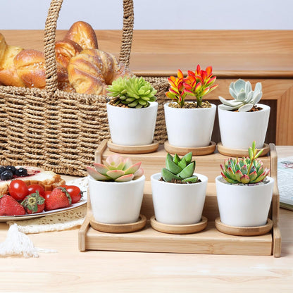 Small Succulent Pots 12 Pack, Mini Flower Planters with Drainage White