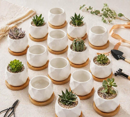 12 Pack 2.5" Square Ceramic Succulent Pots with Bamboo Tray