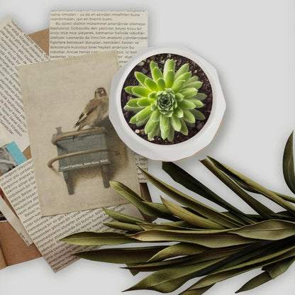 12 Pack 2.5" Square Ceramic Succulent Pots with Bamboo Tray