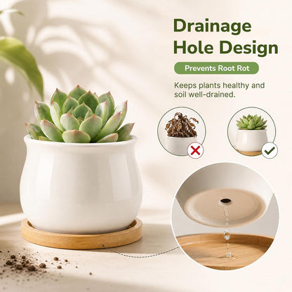 12 Pack 2.5" Square Ceramic Succulent Pots with Bamboo Tray